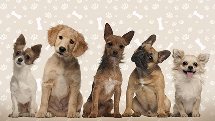 Is A Dog Year Equal To 7 Human Years? Apparently not!