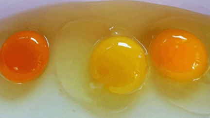 Are You Feeding Your Family Bad Eggs?