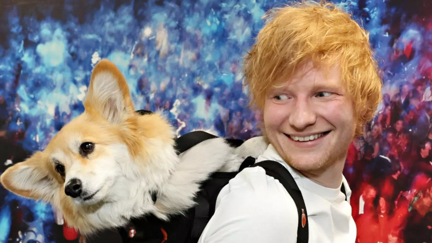 Ed Sheeran shares adorable video with Maxine the Corgi