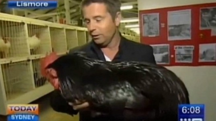 They Call This Reporter Chicken For A Reason