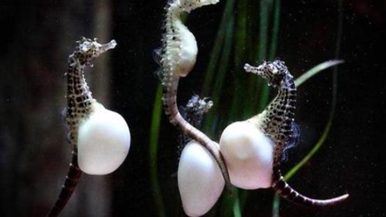 Incredible Seahorse Birth