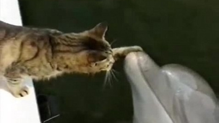 Cat and Dolphins Play Together in this Amazing Video