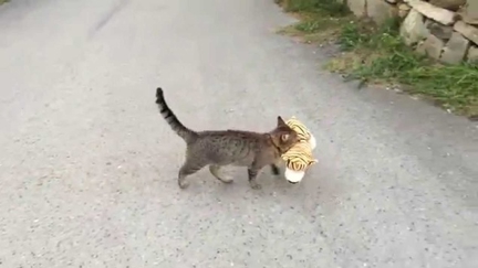Cat Vs Tiger: No Contest