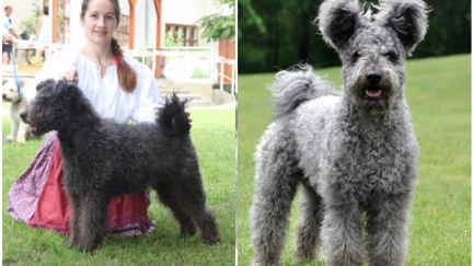 A new dog breed with Mickey Mouse ears!