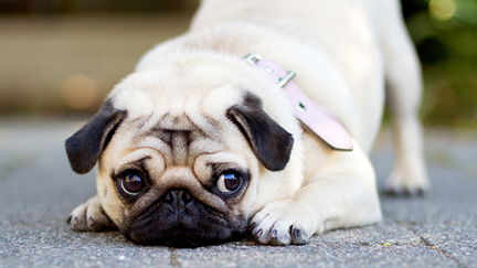 Christchurch's Most Popular Dog Names