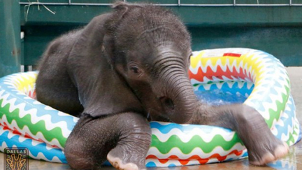 Baby Elephants LOVES Paddling Pool