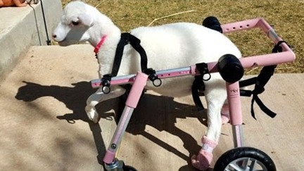 Lamb Gets New Lease On Life