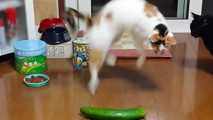 What scares a cat? Apparently it's a vegetable!