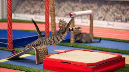 The Kitten Summer Games