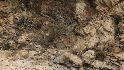 Can You Spot The Animals Camouflaged In These Photos?