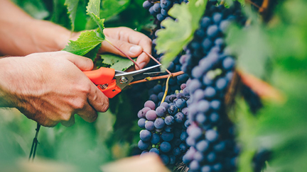 Julie Harrison - Grape Harvest