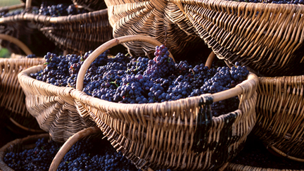 Julie Harrison - The Vine Growth Cycle
