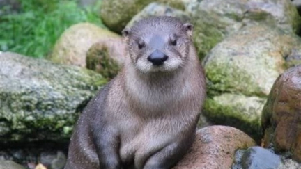 It's Larry ... the world's most seductive otter!