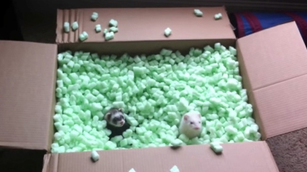 Ferrets playing in packing peanuts
