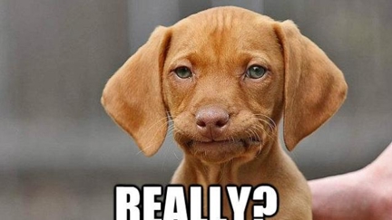 THINGS WE DO THAT DOGS HATE!