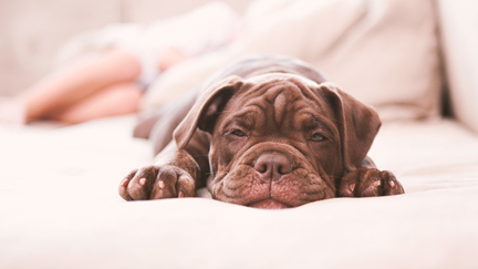How dogs help you sleep