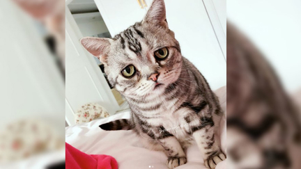 The world's saddest cat?