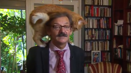 Polish historian hilariously interrupted by cat in interview