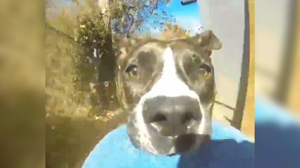 Watch the amazing moment a dog steals a GoPro