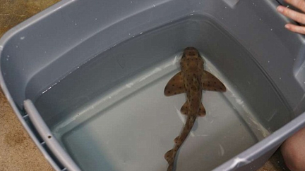 Police find baby shark that was stolen from aquarium in baby stroller