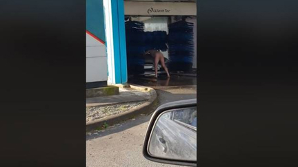 Naked man going through car wash in Rotorua goes viral
