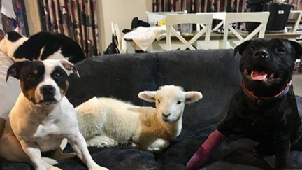 Lucy the lamb