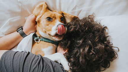Why having your dog sleep in your bed with you gives you a better night's sleep