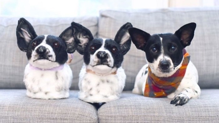 PLUSH PUPPIES!