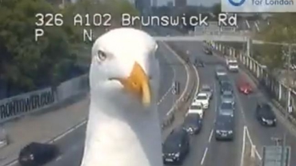 WATCH: Seagulls go viral after hilariously photobombing London's traffic cameras