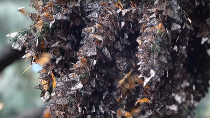 Video showing the MAGICAL sound of millions of butterflies taking flight at the same time goes viral