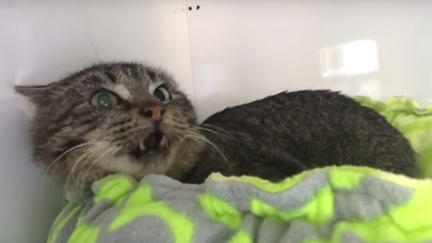This video of a grumpy old feral cat meeting tiny kittens is the cutest thing we've seen all week!