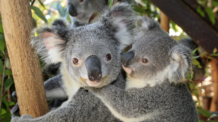 Thousands of Kiwis sign petition for koalas to be introduced to New Zealand following wildfires
