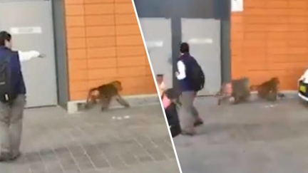 The Big Baboon Escape!