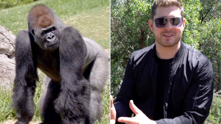 Michael Buble performs a private concert for... Gorillas?