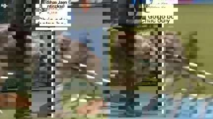 Meet Kratu, the Crazy dog who's absolutely rubbish at Dog Shows!