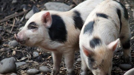 Police are sent on a wild pig chase lasting almost an hour