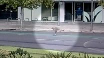 Kangaroos are running loose through Australian cities as all the Aussies stay Inside