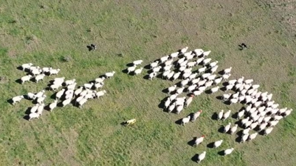 A new Robot is Wandering the Fields of New Zealand, Hearding Sheep!