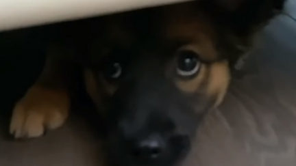 Adorable dog plays hilarious game of hide-and-seek with her owner