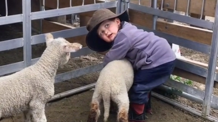 Three-year-old Kiwi boy goes viral with his adorable video attempting to wrangle sheep