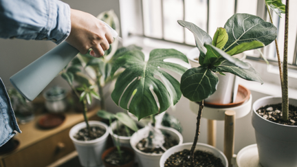 Five handy tips to help your fake plants look real