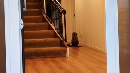 Seal hilariously chases cat into Kiwi's lounge in Mount Maunganui
