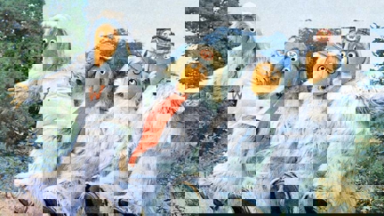 The Wombles are releasing a limited edition vinyl featuring all their singles