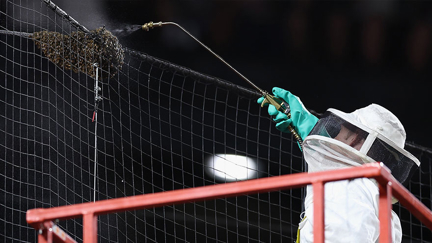 Watch a swarm of bees delay the start of baseball game