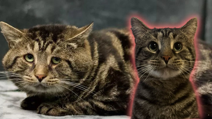 Fishtopher the cat is adopted after his 'sad and depressed' profile goes viral