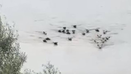 Cyclone Gabrielle: Incredible moment video captures a herd of cows swimming to safety in flood waters