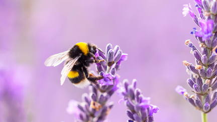 The world's first 'bee supermarket' is opening in Aotearoa this weekend