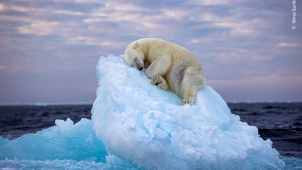 Polar bear drifting off on iceberg wins supreme award