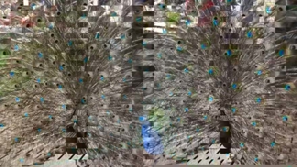 Jon Dunstan shares sweet video of Pinocchio the peacock showing off