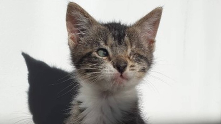 Adoptions fees half price at the SPCA this week